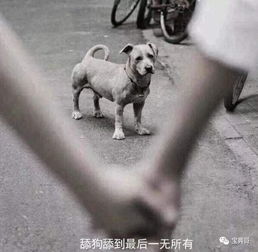 资深舔狗,在线狂舔:你朋友圈的照片好性感啊-泡学网-奕声情感,PUA,展示面,撩妹,聊天,情感挽回,泡学书籍,迷男方法,泡学网白鹤,搭讪,恋爱技巧,泡妞秘籍,社交软件,怎么追女生