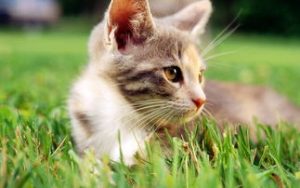 猫绳理论是什么意思,吸引女神的秘密武器!-泡学网-奕声情感,PUA,展示面,撩妹,聊天,情感挽回,泡学书籍,迷男方法,泡学网白鹤,搭讪,恋爱技巧,泡妞秘籍,社交软件,怎么追女生